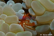 Achaeus japonicus crabe orang-outang-Wakatobi Binongky Binmo-11m-20180527-Denis-ADER-DSC_1310_tn